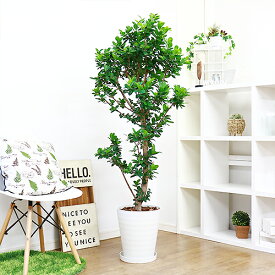 Tshop R10s Jp Eran Cabinet Imgrc0095