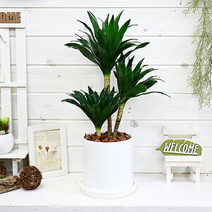 観葉植物 幸福 観葉植物の人気商品 通販 価格比較 価格 Com