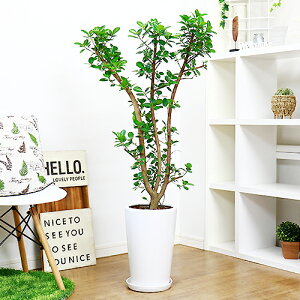 パンダ ガジュマルの人気商品 通販 価格比較 価格 Com