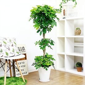 楽天市場 玄関 観葉植物 風水 種類 植物 カポック の通販