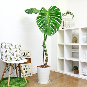 観葉植物 モンステラ 幹上がり 観葉植物の人気商品 通販 価格比較 価格 Com