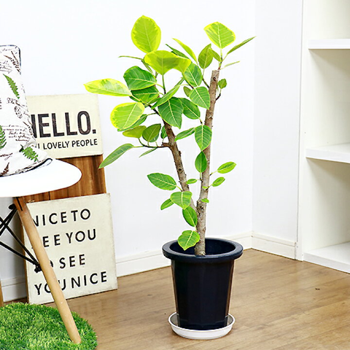 楽天市場 フィカス アルテシーマ バリエガタ H80cm 7号鉢 観葉植物 現品 Ficus Altissima フィカス アルティシマ アルテシマ ゴムの木 朴物 観葉植物の専門店e Ran 楽天市場 フィカス アルテシーマ バリエガタ H80cm 7号鉢 観葉植物 現品 Ficus Altissima フィカス アルティシマ アルテシマ ゴムの木 朴物 観葉植物の専門店e Ran