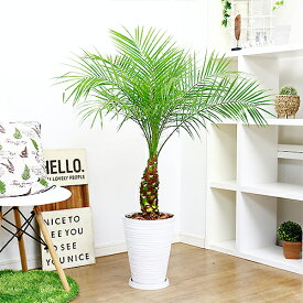 楽天市場 フェニックス 観葉植物 花 観葉植物 花 ガーデン Diy の通販