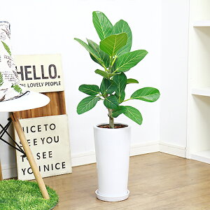 ゴムの木 種 観葉植物の人気商品 通販 価格比較 価格 Com