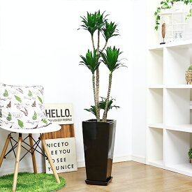 楽天市場 ドラセナ コンパクタ 花言葉 花 観葉植物 花 ガーデン Diy の通販