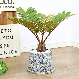 観葉植物 ザミアの人気商品 通販 価格比較 価格 Com 観葉植物 ザミアの人気商品 通販 価格比較 価格 Com