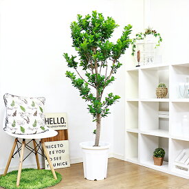 楽天市場 観葉植物 種類 植物 ガジュマル 高さ 植物 131cm イベント 祝日クリスマス 花 観葉植物 花 ガーデン Diy の通販