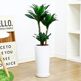 楽天市場 ドラセナ 風水 玄関の通販