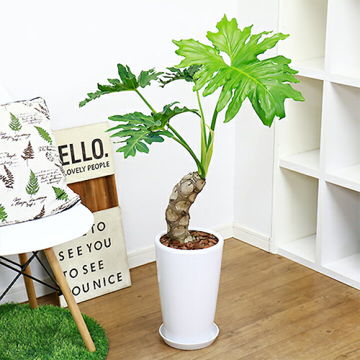楽天市場 観葉植物 格好良い幹上がり セローム H100cm 陶器鉢仕立 現品 フィロデンドロン 中型 存在感 エキゾチックな雰囲気 ヒトデカズラ イモ 株立ち 幹上がり おしゃれ 部屋 人気 花言葉 乾燥に強い 耐寒性 耐陰性 学名 観葉植物の専門店e Ran