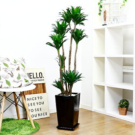 楽天市場 ドラセナ コンパクタ 花言葉 花 ガーデン Diy の通販