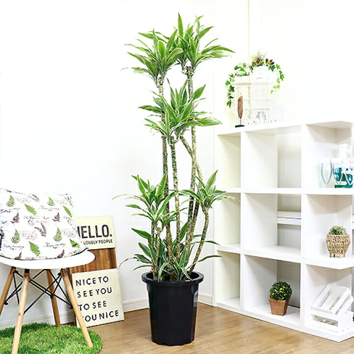 楽天市場 ドラセナ デレメンシス ワーネッキー H163cm 10号鉢仕立 現品 観葉植物 ドラセナ フラグランス ワーネッキー シロシマセンネンボク シロワネッキー 風水 幸福の木の仲間 送料込み 観葉植物の専門店e Ran