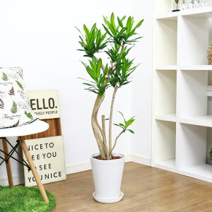 観葉植物の人気商品 通販 価格比較 価格 Com