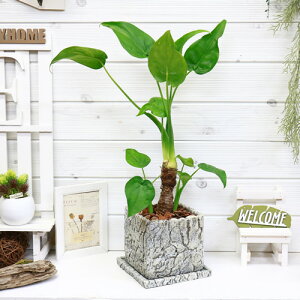 観葉植物 いもの人気商品 通販 価格比較 価格 Com