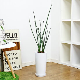 楽天市場 ストレリチア レギネ 極楽鳥花の通販