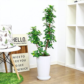 楽天市場 ぱんだガジュマルの通販