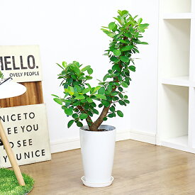 楽天市場 7号 ガジュマルの通販