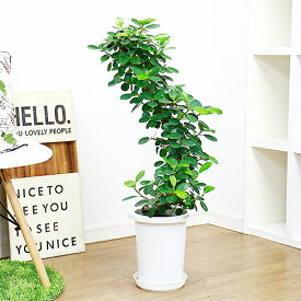 楽天市場 ぱんだガジュマル 観葉植物 花 観葉植物 花 ガーデン Diyの通販
