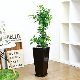 楽天市場 パンダガジュマル 種類 植物 ゴムの木 の通販