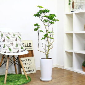 楽天市場 ポリシャス 種類 植物 ポリシャス 観葉植物 花 観葉植物 花 ガーデン Diyの通販