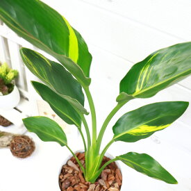 楽天市場 ストレリチア レギネ 極楽鳥花の通販