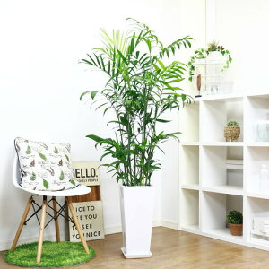 lC̃ZtWV 픫XNGAOzCg Ǘ Mt 엿܃v[gyʌ̔zyJ}GhA `}GhA JCGibc ĈՂ lC V̖ 