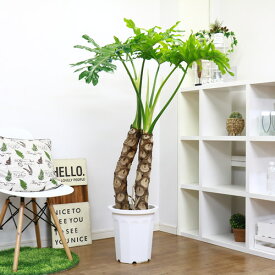 楽天市場 大型 種類 植物 セローム 観葉植物 花 観葉植物 花 ガーデン Diyの通販