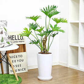 楽天市場 花 観葉植物 種類 植物 クッカバラ 花 ガーデン Diy の通販