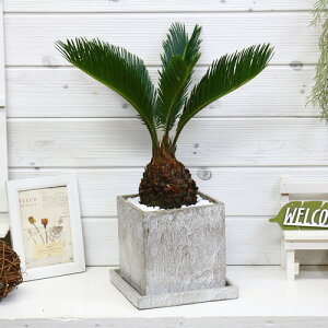 ソテツ 観葉植物の人気商品 通販 価格比較 価格 Com ソテツ 観葉植物の人気商品 通販 価格比較 価格 Com