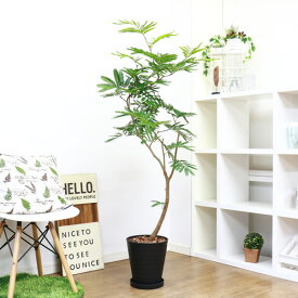 楽天市場 エバーフレッシュ サイズ 植木鉢 7 9号 観葉植物 花 観葉植物 花 ガーデン Diyの通販
