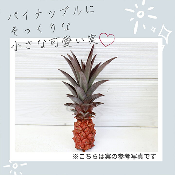 最大57 Offクーポン 送料無料 観葉植物 アナナス ルシダス 5号 パイナップル パインアップル ダークレッド 多肉 実がなる 高さ約90cm シック お洒落 非耐寒性常緑 多年草 インテリア プレゼント ギフト 花壇 Fucoa Cl 最大57 Offクーポン 送料無料 観葉植物 アナナス ルシダス 5号 パイナップル パインアップル ダークレッド 多肉 実がなる 高さ約90cm シック お洒落 非耐寒性常緑 多年草 インテリア プレゼント ギフト 花壇 Fucoa Cl