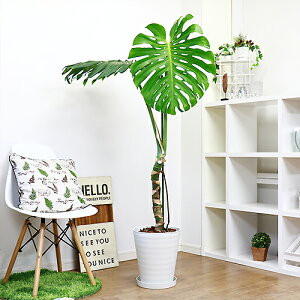 観葉植物 幹上がりの人気商品 通販 価格比較 価格 Com 観葉植物 幹上がりの人気商品 通販 価格比較 価格 Com