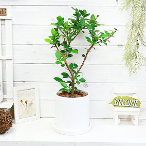 幸福 観葉植物の人気商品 通販 価格比較 価格 Com