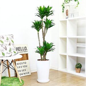ドラセナ 種 観葉植物の人気商品 通販 価格比較 価格 Com