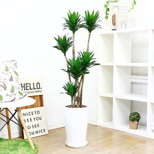 アジアン 観葉植物の人気商品 通販 価格比較 価格 Com