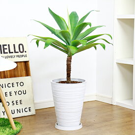 楽天市場 リュウゼツラン 種類 植物 サボテン の通販