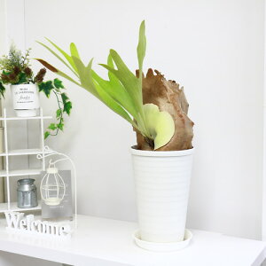 ビカクシダ 花の人気商品 通販 価格比較 価格 Com