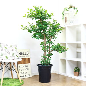 ガジュマル 大型の人気商品 通販 価格比較 価格 Com ガジュマル 大型の人気商品 通販 価格比較 価格 Com