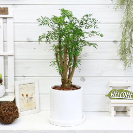 楽天市場 ポリシャス 種類 植物 ポリシャス 観葉植物 花 観葉植物 花 ガーデン Diyの通販