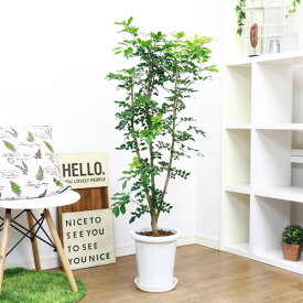 楽天市場 ロイヤルジャスミン カラーホワイト の通販