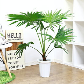 楽天市場 希少 観葉植物 種類 植物 ヤシ の通販