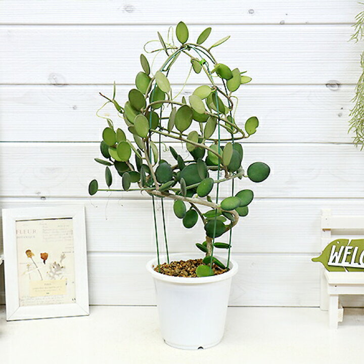 楽天市場 現品 グリーンドラム H48cm 4 5号鉢 ミドリノタイコ 緑の太鼓 クセロシキオス 花 ガーデン Diy 観葉植物 多肉植物 観葉植物 の専門店e Ran 楽天市場 現品 グリーンドラム H48cm 4 5号鉢 ミドリノタイコ 緑の太鼓 クセロシキオス 花 ガーデン Diy 観葉植物 多肉植物 観葉植物 の専門店e Ran