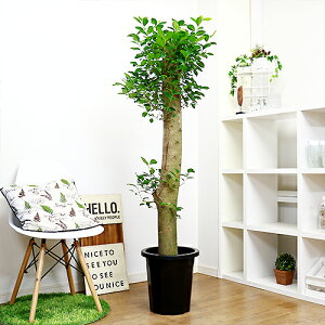 観葉植物 10号 大型の人気商品 通販 価格比較 価格 Com