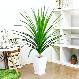 楽天市場 ドラセナカンボジアーナの通販