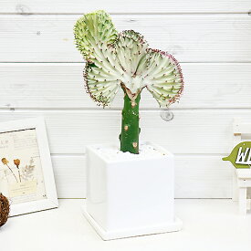 楽天市場 マハラジャ 観葉植物 花 観葉植物 花 ガーデン Diyの通販