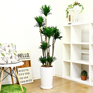 観葉植物 ドラセナ コンパクタの人気商品 通販 価格比較 価格 Com