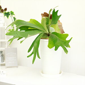 ビカクシダ 花 観葉植物の人気商品 通販 価格比較 価格 Com