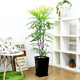 楽天市場 棕櫚竹 シュロチク 観葉植物 花 観葉植物 花 ガーデン Diyの通販 楽天市場 棕櫚竹 シュロチク 観葉植物 花 観葉植物 花 ガーデン Diyの通販