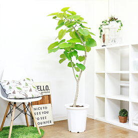 楽天市場 ウンベラータ 10号の通販