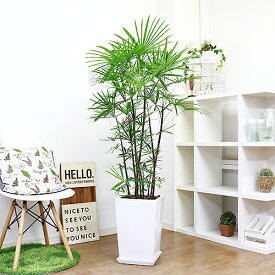 楽天市場 観葉植物 竹の通販