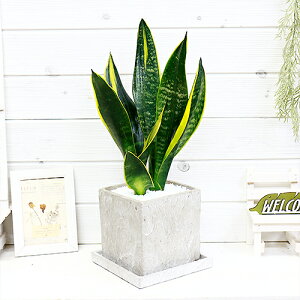 観葉植物 サンスベリア 希少の人気商品 通販 価格比較 価格 Com